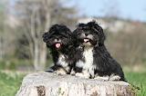 LHASSA APSO 008